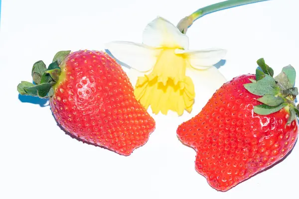 Morangos Narciso Flor Sobre Fundo Branco — Fotografia de Stock