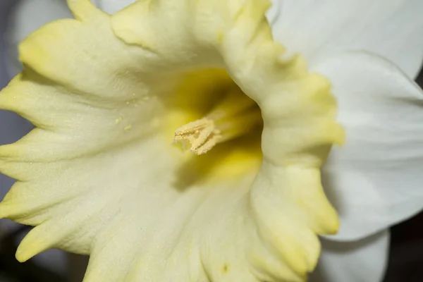 Mooie Narcis Bloemen Close Uitzicht — Stockfoto