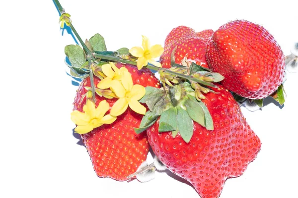 Frische Erdbeeren Und Blumen Nahsicht — Stockfoto