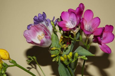 Sarı arka planda renkli güzel çiçekler