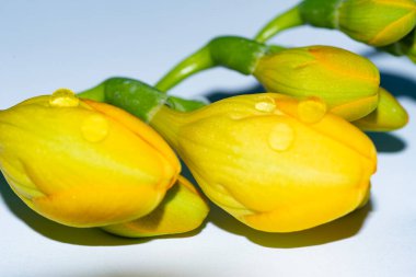 Güzel sarı çiçekler, yakın görüş.