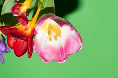 Yeşil arka planda renkli güzel çiçekler