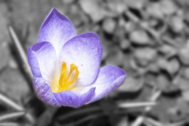 Bahçede güzel mor bir çiçek