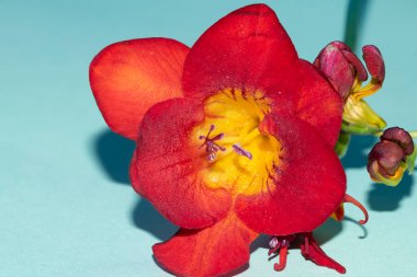 Açık arkaplanda pembe bir çiçek