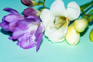 Yeşil arka planda güzel narin çiçekler