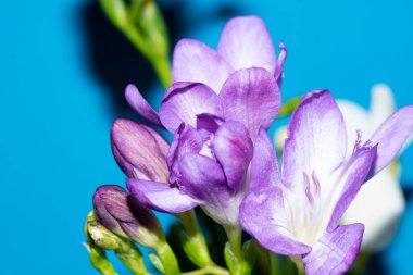 Mavi arka planda renkli güzel çiçekler