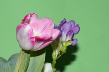 Yeşil arka planda renkli güzel çiçekler