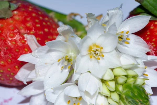 Beautiful White Flowers Fresh Strawberries — Stockfoto