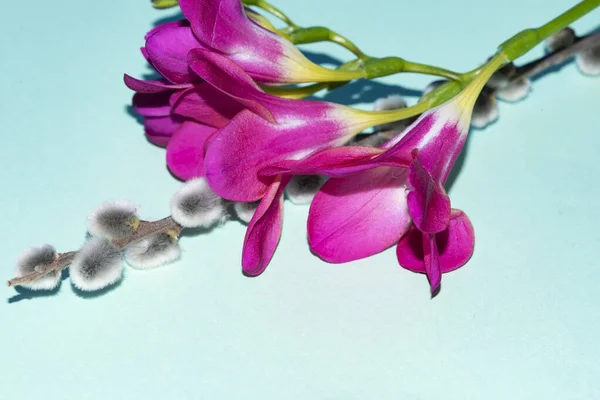 Красиві Ніжні Квіти Зеленому Фоні — стокове фото