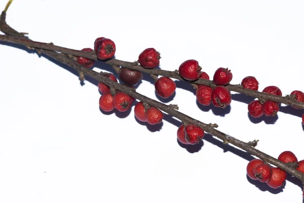 白い背景に赤いベリーを持つ枝 — ストック写真