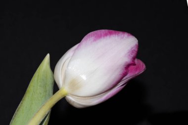 Lale çiçeği siyah arkaplanda izole edilmiş.