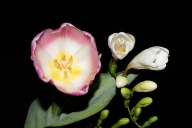 Siyah arkaplanda renkli güzel çiçekler