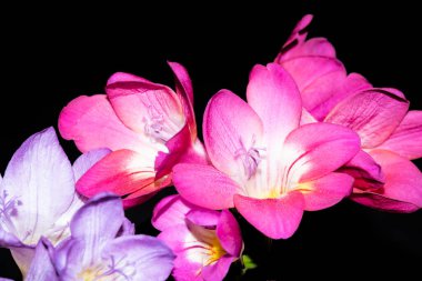 Siyah arkaplanda renkli güzel çiçekler