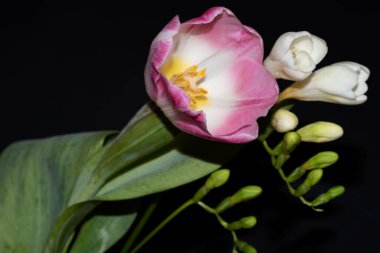 Siyah arkaplanda renkli güzel çiçekler