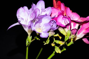 Siyah arkaplanda renkli güzel çiçekler