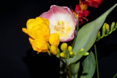 Siyah arkaplanda renkli güzel çiçekler