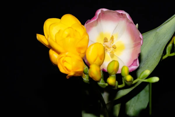 Colorful Beautiful Flowers Black Background — Stock Photo, Image