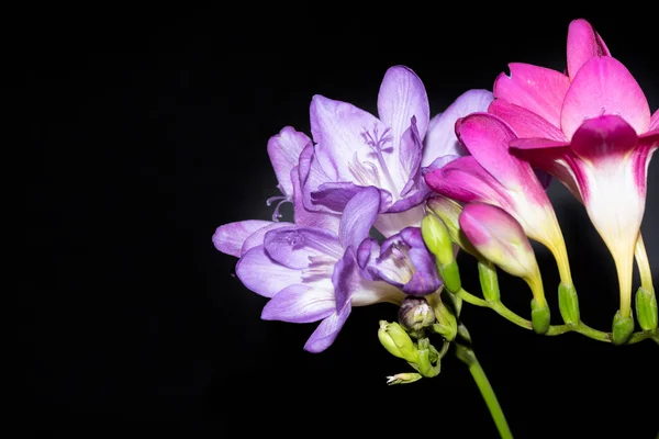 Kolorowe Piękne Kwiaty Czarnym Tle — Zdjęcie stockowe
