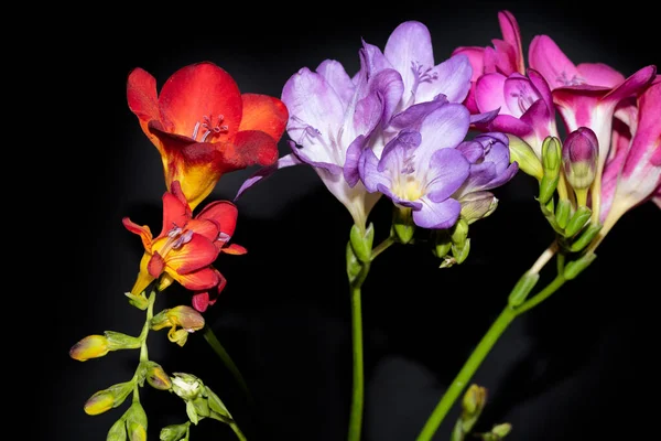 Kolorowe Piękne Kwiaty Czarnym Tle — Zdjęcie stockowe