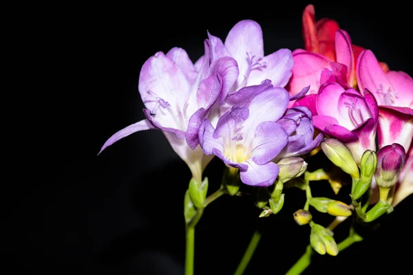 Bunte Schöne Blumen Auf Schwarzem Hintergrund — Stockfoto