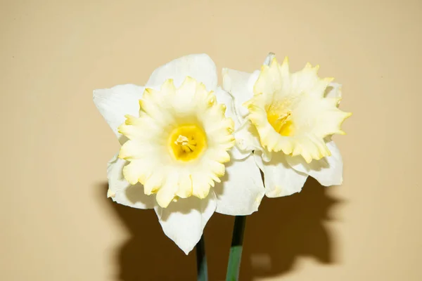 Красива Жовта Квітка Нарциса Бежевому Фоні — стокове фото