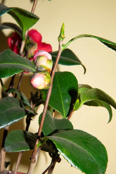 Flower Buds Green Leaves Close —  Fotos de Stock