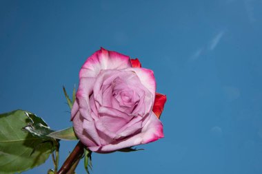 Gökyüzü arka planında güzel bir gül çiçeği