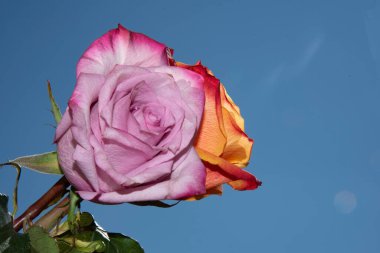 Gökyüzünde güzel gül çiçekleri