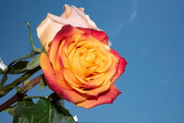 Gökyüzünde güzel gül çiçekleri