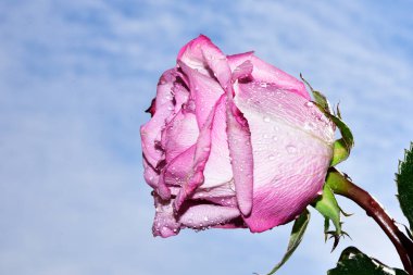 Gökyüzü arka planında parlak gül çiçeği