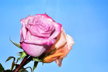 Gökyüzünde güzel gül çiçekleri