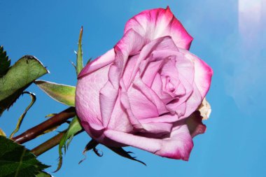 Gökyüzü arka planında parlak gül çiçeği