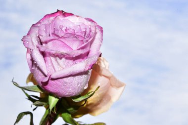 Gökyüzünde güzel gül çiçekleri