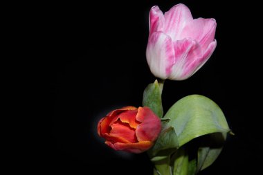 Siyah arka plan üzerine güzel Lale çiçek