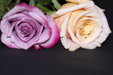 Siyah arka planda güzel güller