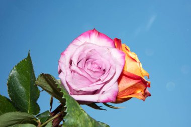 Gökyüzünde güzel gül çiçekleri