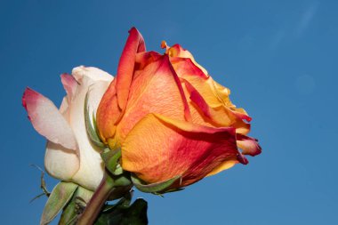 Gökyüzünde güzel gül çiçekleri