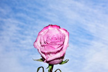 Gökyüzü arka planında parlak gül çiçeği