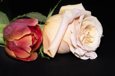 Güzel gül ve siyah arka planda lale çiçekleri