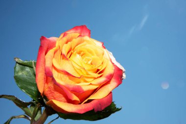 Gökyüzü arka planında güzel bir gül çiçeği