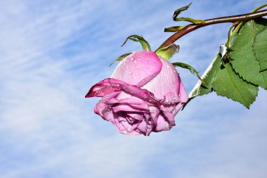 Gökyüzü arka planında parlak gül çiçeği