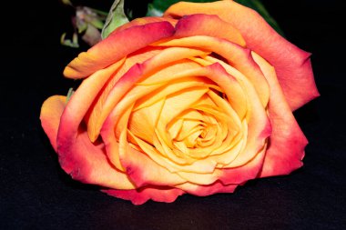 Siyah arkaplanda güzel bir gül