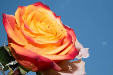 Gökyüzünde güzel gül çiçekleri