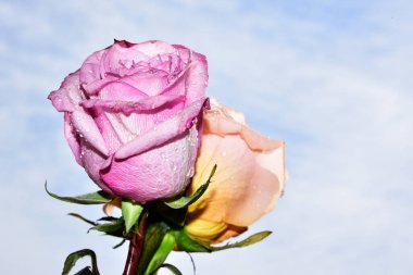 Gökyüzünde güzel gül çiçekleri