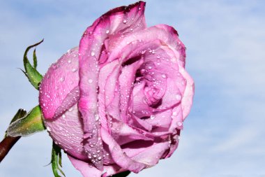 Gökyüzü arka planında güzel bir gül çiçeği