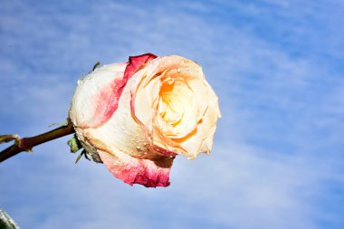 Gökyüzü arka planında güzel bir gül çiçeği