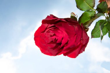 Gökyüzü arka planında güzel bir gül çiçeği