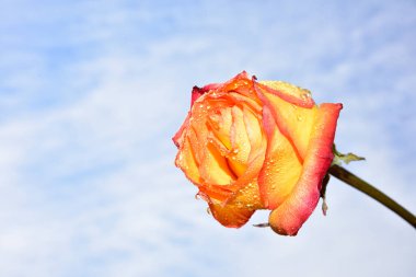 Gökyüzü arka planında güzel bir gül çiçeği
