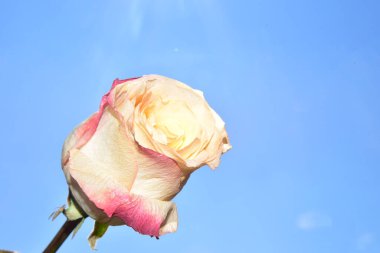Gökyüzü arka planında güzel bir gül çiçeği