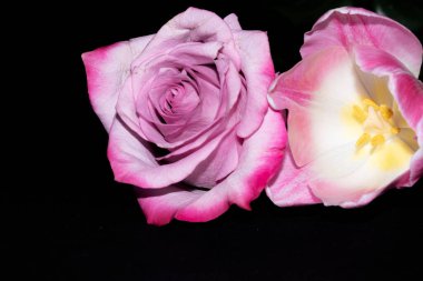 Güzel gül ve siyah arka planda lale çiçekleri